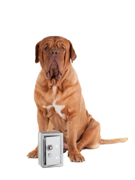 Dog security — Stock Photo, Image