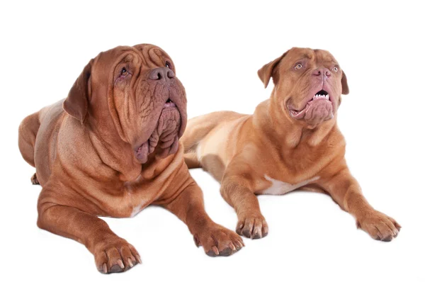 Due cani che guardano in alto — Foto Stock