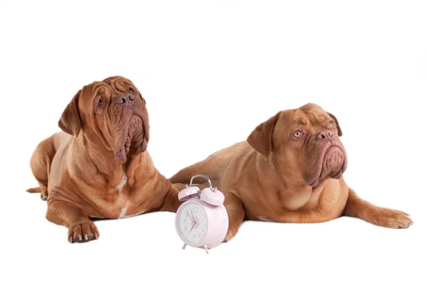 2 匹の犬と目覚まし時計 — ストック写真