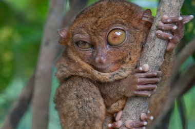 Little tarsier clipart