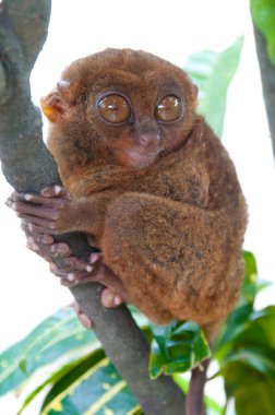 Tarsier on a branch clipart