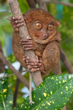 Scared tarsier on a tree clipart