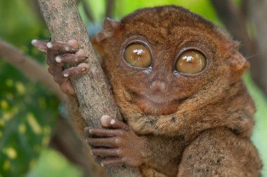 küçük tarsier