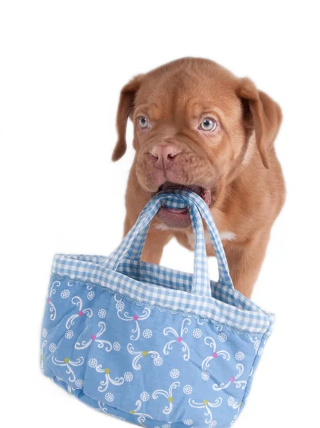 Filhote de cachorro com saco — Fotografia de Stock