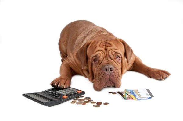 Perro con calculadora, centavos y tarjetas de crédito — Foto de Stock