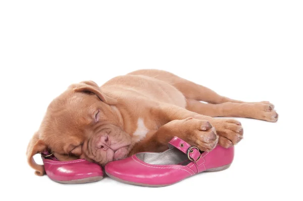 Sleeping puppy — Stock Photo, Image