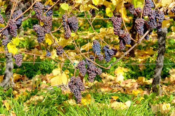 Rode druiven op tak — Stockfoto
