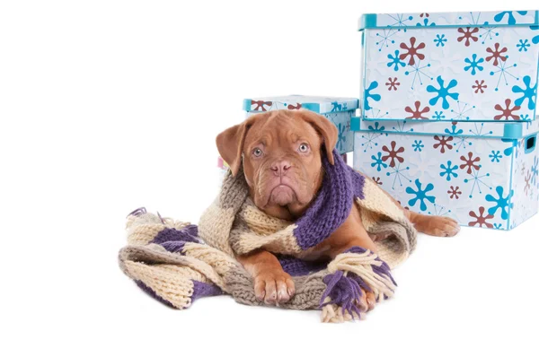 Winter hondje — Stockfoto