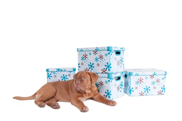 Puppy with boxes — Stock Photo, Image