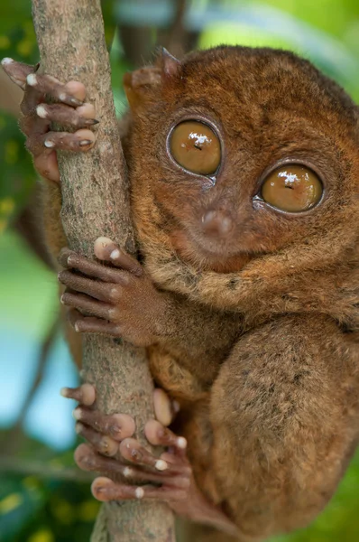 Tarsier holding a branch — Stock Photo, Image