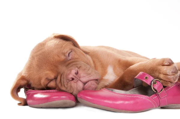 Cachorro y espectáculos de color rosa —  Fotos de Stock