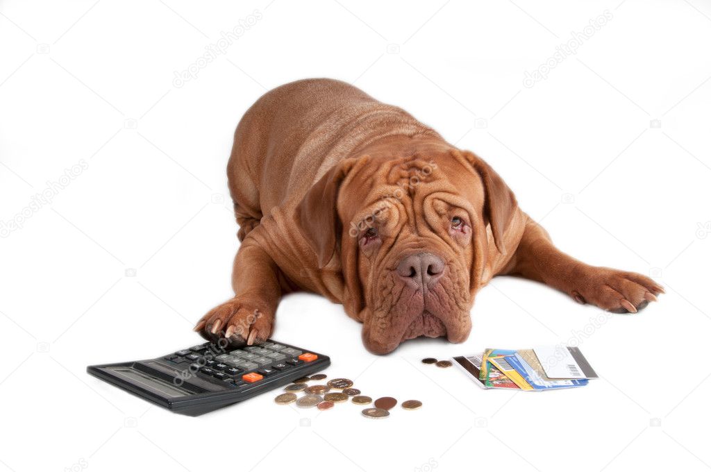 Dog with calculator, cents and credit cards
