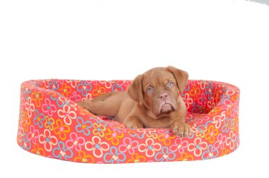 Uyarı köpek yavrusu