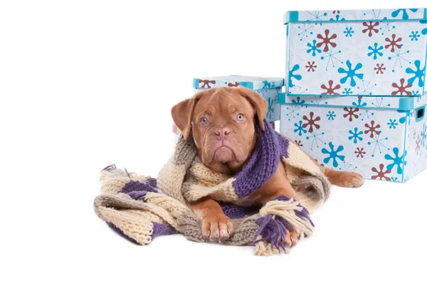 Pequeño perro de invierno —  Fotos de Stock