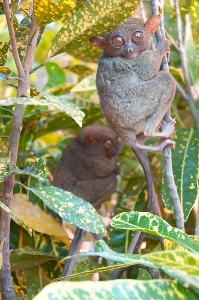 Δύο tarsiers — Φωτογραφία Αρχείου