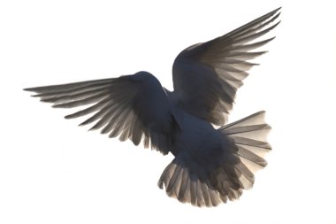 Dove in flight clipart