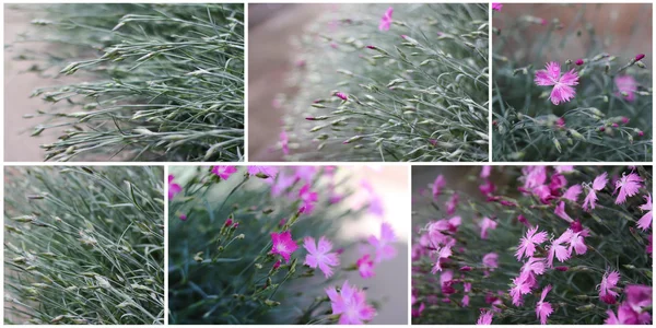 Stock image Pink flower