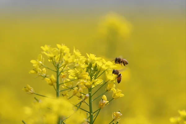 stock image Rape flower and bee