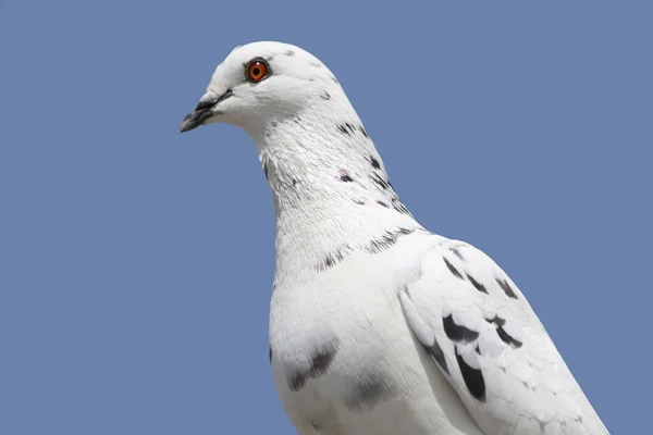 Gołębie przewoźnika — Zdjęcie stockowe