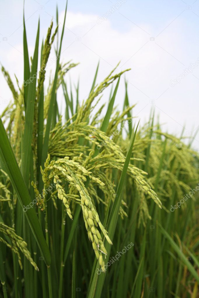 Growing rice