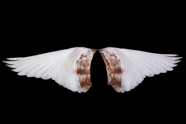 Flügel — Stockfoto