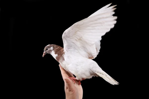 한편 비둘기 — 스톡 사진