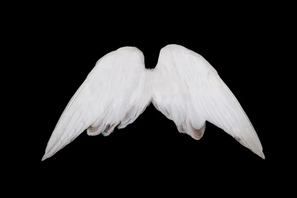 Alas de ángel —  Fotos de Stock