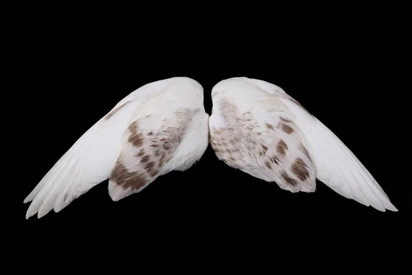 Dove's wings — Stockfoto