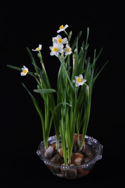 Narcissus clipart