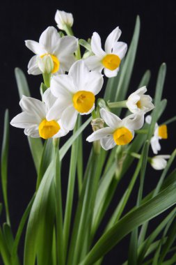 White daffodils clipart