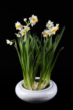 Dafodils