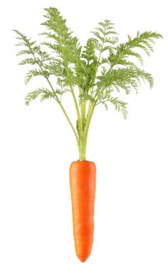 Carrot clipart