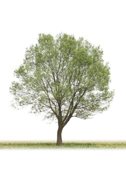 Poplar clipart