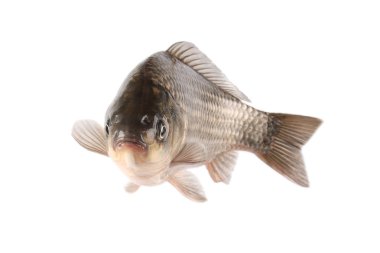 Crucian carp clipart