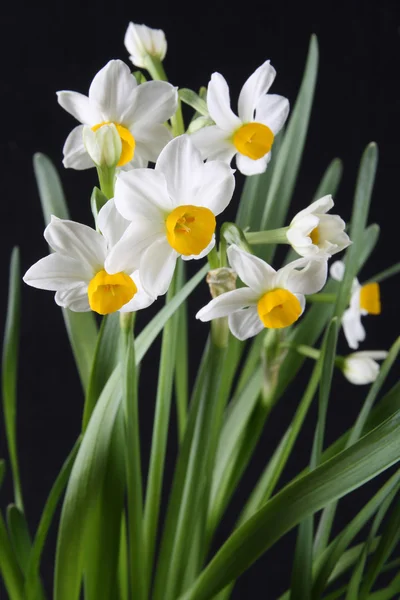 White daffodils — Stock Photo, Image