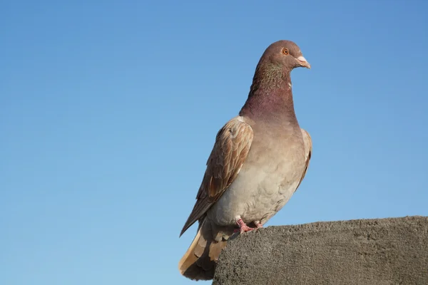 Carrier pigeon — Stock Photo, Image