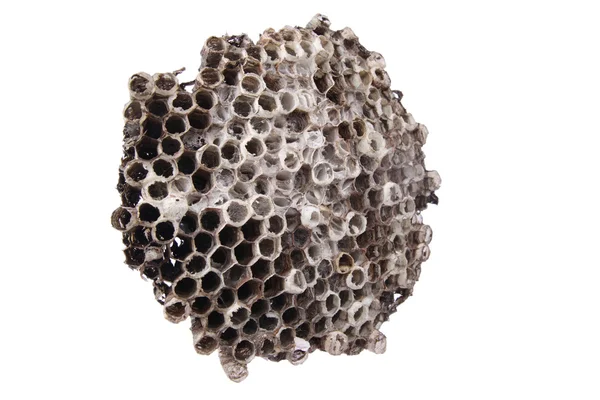 Wild honeycomb — Stock Photo, Image