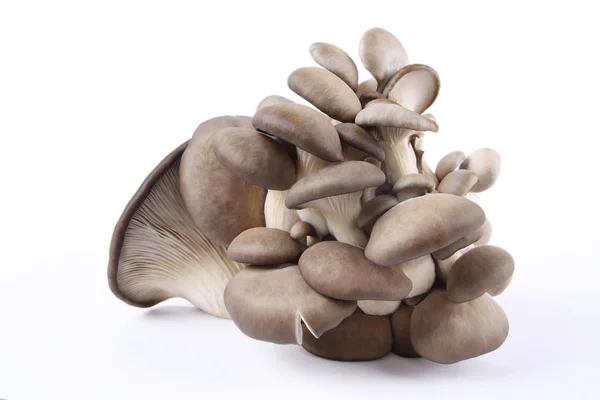 Ätliga svampar — Stockfoto