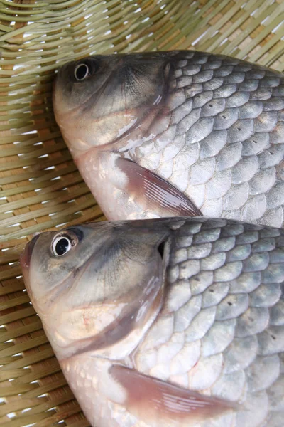 Babushkas fisk — Stockfoto