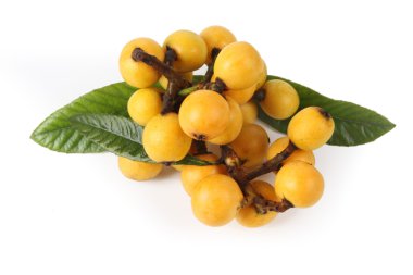 Fresh loquat fruit clipart