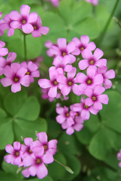 stock image Clover flowers