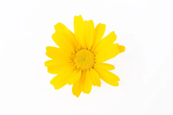 Gul blomma — Stockfoto