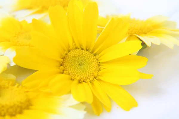 노란색 꽃 — 스톡 사진