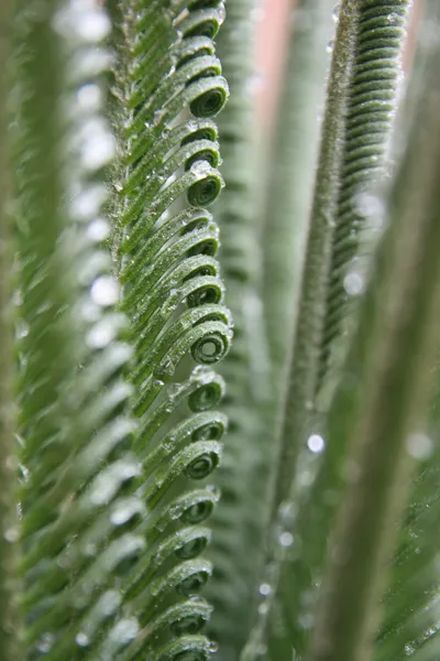 卷曲苏铁属植物的叶 — 图库照片