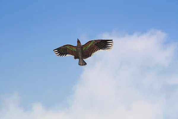 Papagaio no céu — Fotografia de Stock