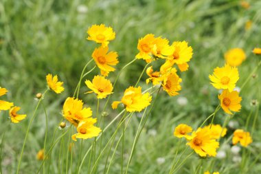 Coreopsis clipart