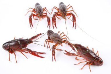 Five crawfish clipart