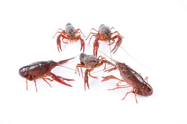 Crawfish sedang berkelahi — Stok Foto