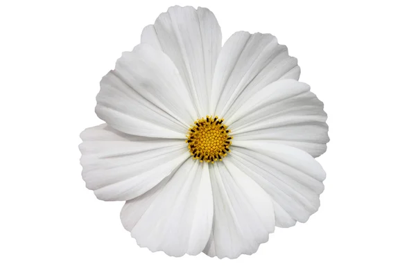 흰 거 베라 꽃더러운 손바닥 — 스톡 사진