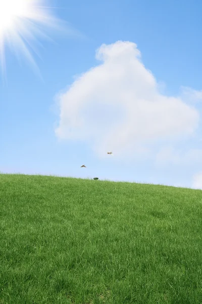 Лужайка и небо — стоковое фото
